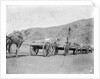 Camel carts lined up at Aden by Kenneth Hurlstone Jones