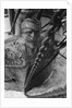 Figurehead of the 'Joseph Conrad' by Alan Villiers