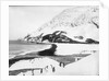 A view along the shore with penguins in the foreground, South Georgia Island by unknown