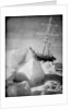 'Endurance' frozen in and forced out of the ice, during Ernest Shackleton's Imperial Trans-Antarctic Expedition of 1914-1917 by unknown