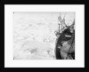 The ice floes, looking forward from the port bow of 'Endurance' (1912) by unknown