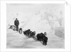 A seven-dog sledge team on the ice with unidentified crew member by unknown