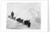 A seven-dog sledge team on the ice with unidentified crew member by unknown