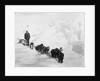 A seven-dog sledge team on the ice with unidentified crew member by unknown