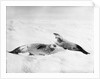 Two crab-eater seals on the ice, Weddell Sea, Antarctic by unknown