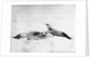 Two crab-eater seals on the ice, Weddell Sea, Antarctic by unknown