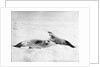 Two crab-eater seals on the ice, Weddell Sea, Antarctic by unknown