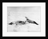 Two crab-eater seals on the ice, Weddell Sea, Antarctic by unknown