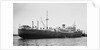 Silverwillow' (Br, 1930) by Unknown
