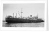 Silverwillow' (Br, 1930) by Unknown