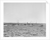 'Essex Lance' (Br, 1918) at anchor in Bedford Basin, Halifax, Nova Scotia, Canada by unknown
