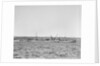 'Essex Lance' (Br, 1918) at anchor in Bedford Basin, Halifax, Nova Scotia, Canada by unknown