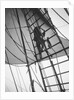 A seaman enticing the ship's cat up one of the shrouds of 'Pommern' (Fi, 1903) 4 masted barque, ex 'Mneme', Gustaf Erikson by Unknown