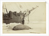Walrus killed in Franklin Pierce Bay, 10 August 1875 by George White