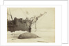 Walrus killed in Franklin Pierce Bay, 10 August 1875 by George White