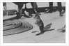 Wallaby on HMS 'Renown' (1916) during her 1920 tour of Australia and New Zealand by unknown