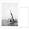 'Sara' (Br, 1902) under sail during Thames barge race by unknown