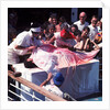 Macabre comic entertainment aboard an unspecified cruise ship - perhaps a variant of the Crossing the Line (the Equator) ceremony? by Marine Photo Service