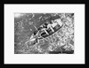 Local divers in Barbados, Lesser Antilles, diving for coins by Marine Photo Service