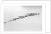 A herd of reindeer at Svartisen, Norway by Marine Photo Service
