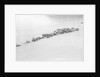 A herd of reindeer at Svartisen, Norway by Marine Photo Service