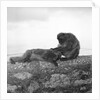 Barbary macaques on Gibraltar by Marine Photo Service