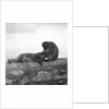 Barbary macaques on Gibraltar by Marine Photo Service