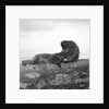 Barbary macaques on Gibraltar by Marine Photo Service
