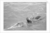 Pearl diver coming up for air by Alan Villiers