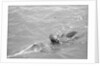 Pearl diver coming up for air by Alan Villiers