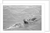 Pearl diver coming up for air by Alan Villiers