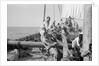 The 'Triumph of Righteousness' full of mangrove poles by Alan Villiers