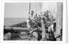 The 'Triumph of Righteousness' full of mangrove poles by Alan Villiers