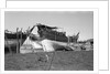 Typical Kuwaiti vessels by Alan Villiers