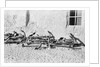 Anchors awaiting a buyer by Alan Villiers