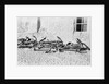 Anchors awaiting a buyer by Alan Villiers