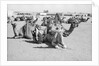 Kuwait City Safat Beduin camel park. by Alan Villiers