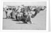 Kuwait City Safat Beduin camel park. by Alan Villiers