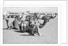 Kuwait City Safat Beduin camel park. by Alan Villiers