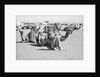 Kuwait City Safat Beduin camel park. by Alan Villiers