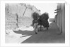 Camel-load of brushwood being transported, Kuwait City by Alan Villiers