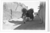 Camel-load of brushwood being transported, Kuwait City by Alan Villiers