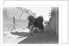 Camel-load of brushwood being transported, Kuwait City by Alan Villiers