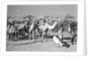 Prospective boom passengers headed for Mukalla by Alan Villiers