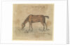 A grazing horse by Gabriel Bray