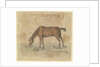 A grazing horse by Gabriel Bray