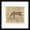 A grazing horse by Gabriel Bray