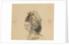 Head of a woman in a frilled cap by Gabriel Bray