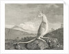 An animal found on the coast of New Holland, called Kanguroo by William Byrne