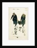 Two fisherwomen carrying the catch, Northern France by William Lionel Wyllie